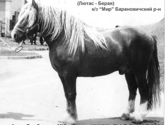 Белорусская упряжная:Браунис