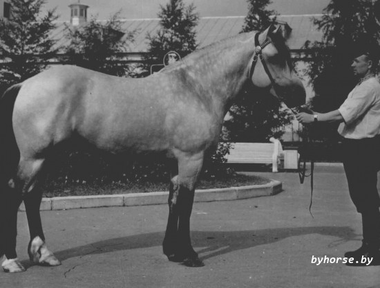Белорусская упряжная: Цезарь