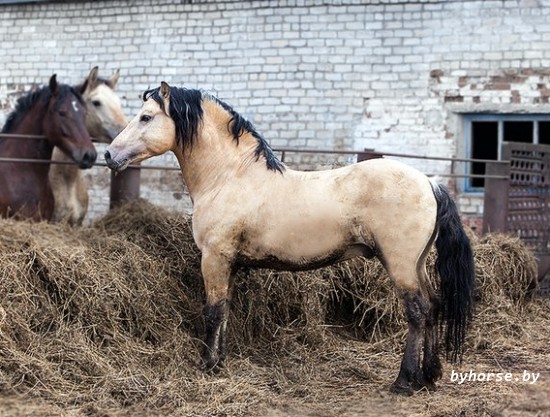 Белорусская упряжная: Цветок
