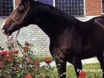 Белорусская упряжная: Дидзис