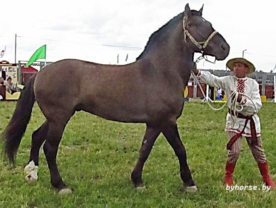 Белорусская упряжная:Дымок
