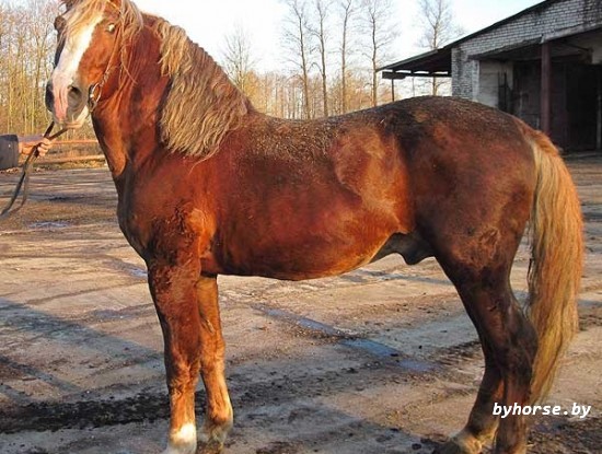 Эластичный 731