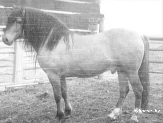 Белорусская упряжная: Фазан 44