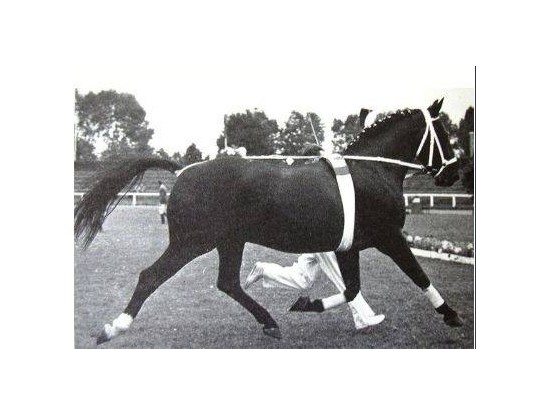 Белорусская упряжная: Флорентинер II