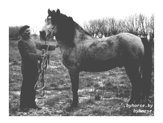 Белорусская упряжная: Гимнаст