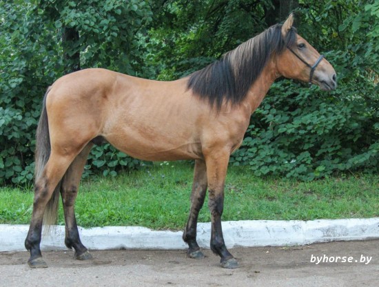 Гостинец (Шериф)