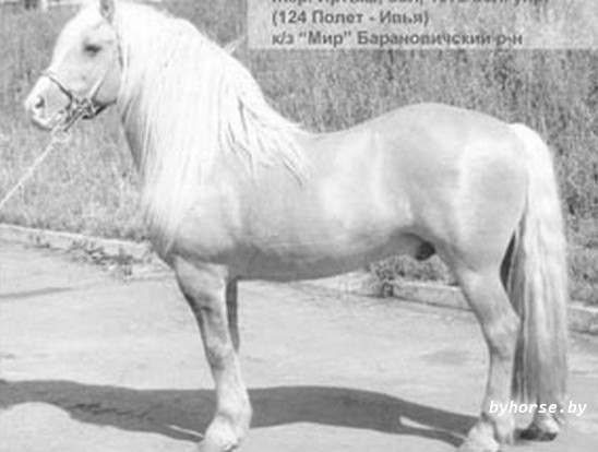 Белорусская упряжная: Иртыш