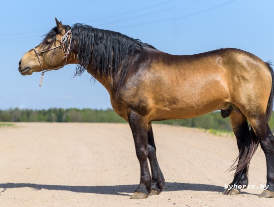 Белорусская упряжная:Лебедь