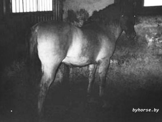 Белорусская упряжная: Луг 16