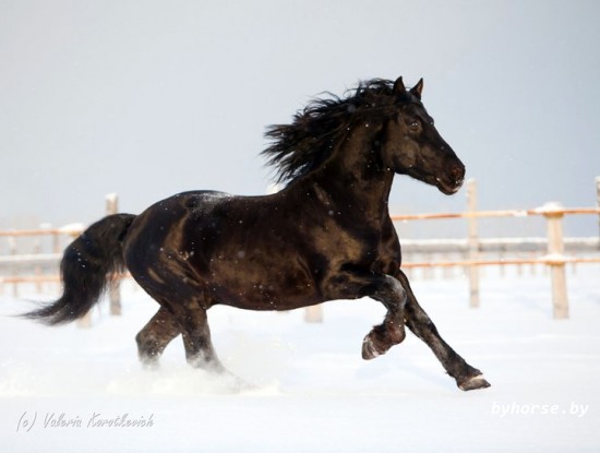 Белорусская упряжная: Магнит 021