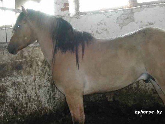 Мечтатель 9