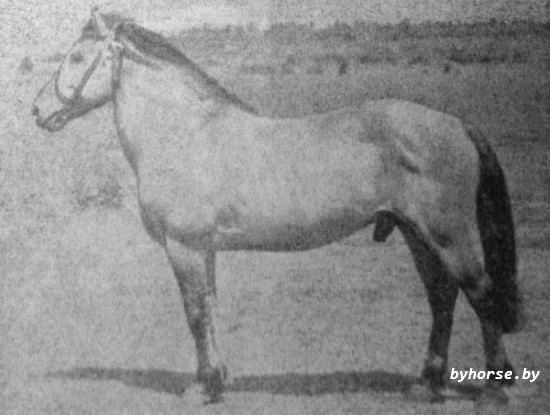 Белорусская упряжная: 76 Обмер