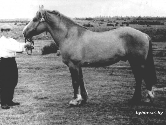 Белорусская упряжная: Орлик Повишненский