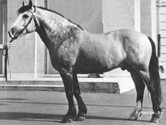 Белорусская упряжная:81 Орлик I