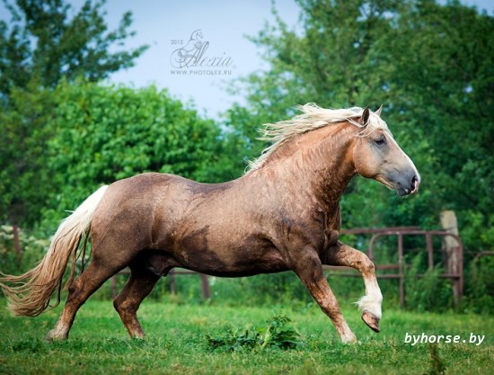 Белорусская упряжная:Патрик 2