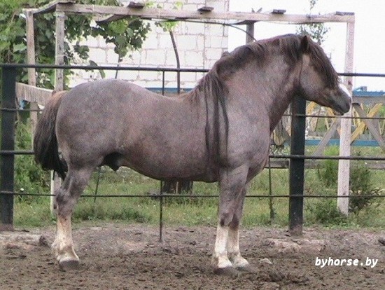 Белорусская упряжная: Патиссон