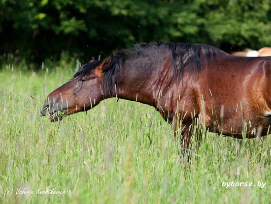 Белорусская упряжная:Ретивый