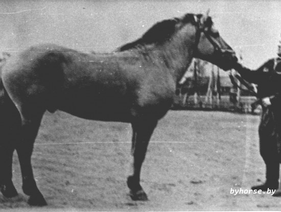 Белорусская упряжная:135 Щегол