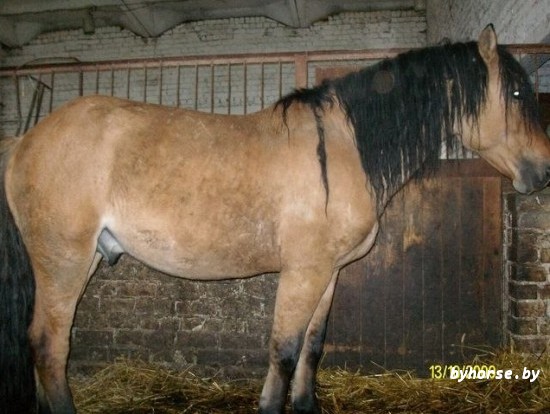 Белорусская упряжная: Сеньор 30