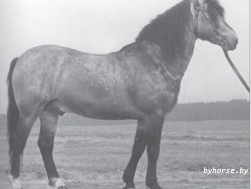 Белорусская упряжная: 235 Шахтерас II