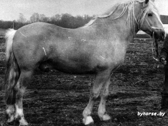 Белорусская упряжная: Соколик