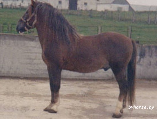 Белорусская упряжная: Спец 44