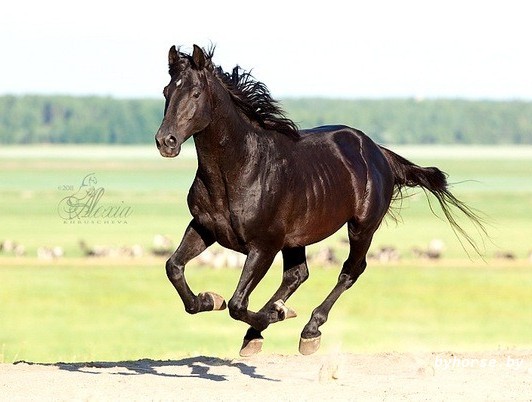 Белорусская упряжная: Тропик