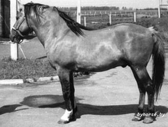 Белорусская упряжная:Туман