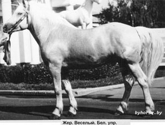 Белорусская упряжная:Веселый