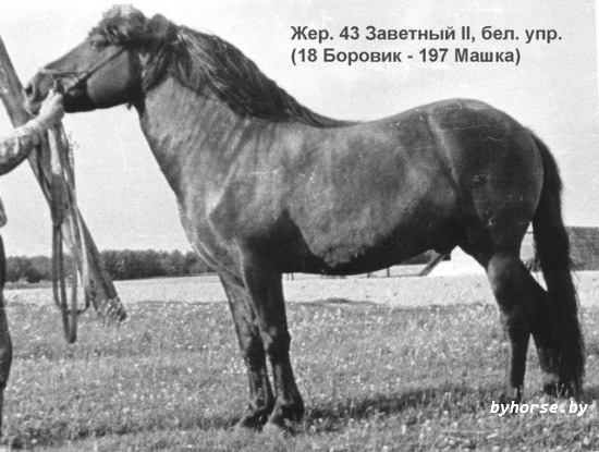Белорусская упряжная: 43 Заветный II